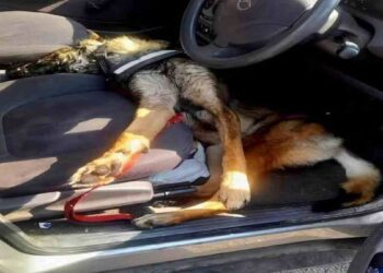 gare-a-la-canicule-pour-vos-animaux-de-compagnie-4-conseils-indispensables-pour-les-proteger-des-fortes-chaleurs