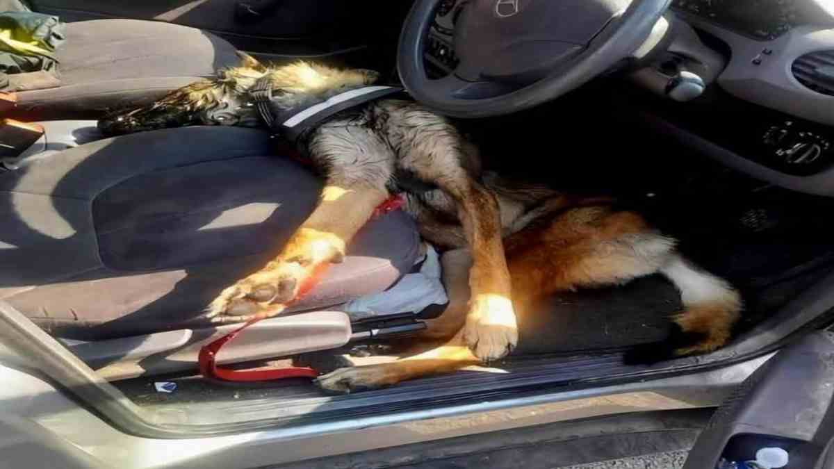 gare-a-la-canicule-pour-vos-animaux-de-compagnie-4-conseils-indispensables-pour-les-proteger-des-fortes-chaleurs