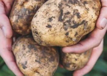 pomme-de-terre-ce-que-les-medecins-revelent-vraiment-sur-ses-bienfaits-et-lerreur-que-tout-le-monde-fait