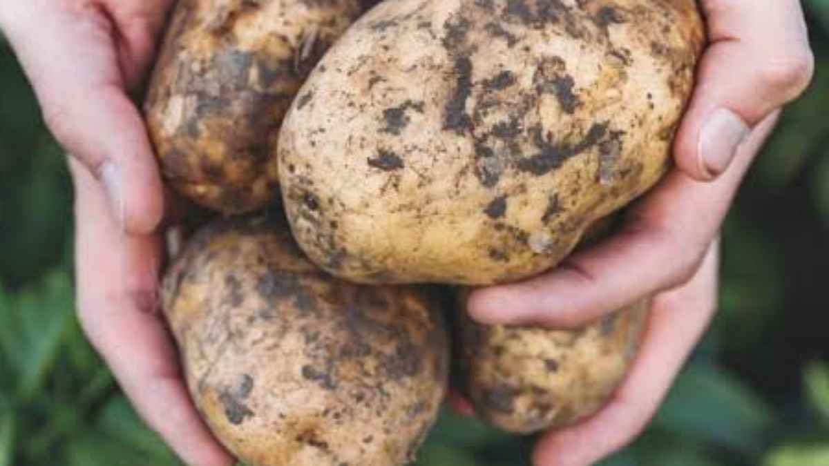 pomme-de-terre-ce-que-les-medecins-revelent-vraiment-sur-ses-bienfaits-et-lerreur-que-tout-le-monde-fait