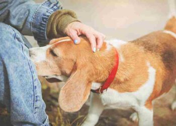 pourquoi-les-chiens-reniflent-ils-les-parties-intimes-des-humains-ce-que-revele-la-science
