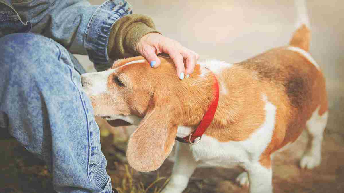 pourquoi-les-chiens-reniflent-ils-les-parties-intimes-des-humains-ce-que-revele-la-science