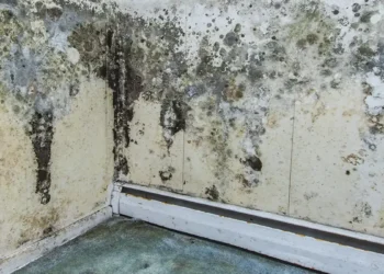 savez-vous-comment-vous-debarrasser-du-salpetre-et-de-la-moisissure-sur-les-murs