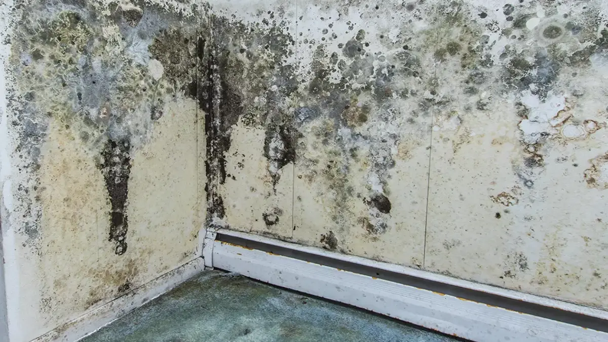 savez-vous-comment-vous-debarrasser-du-salpetre-et-de-la-moisissure-sur-les-murs